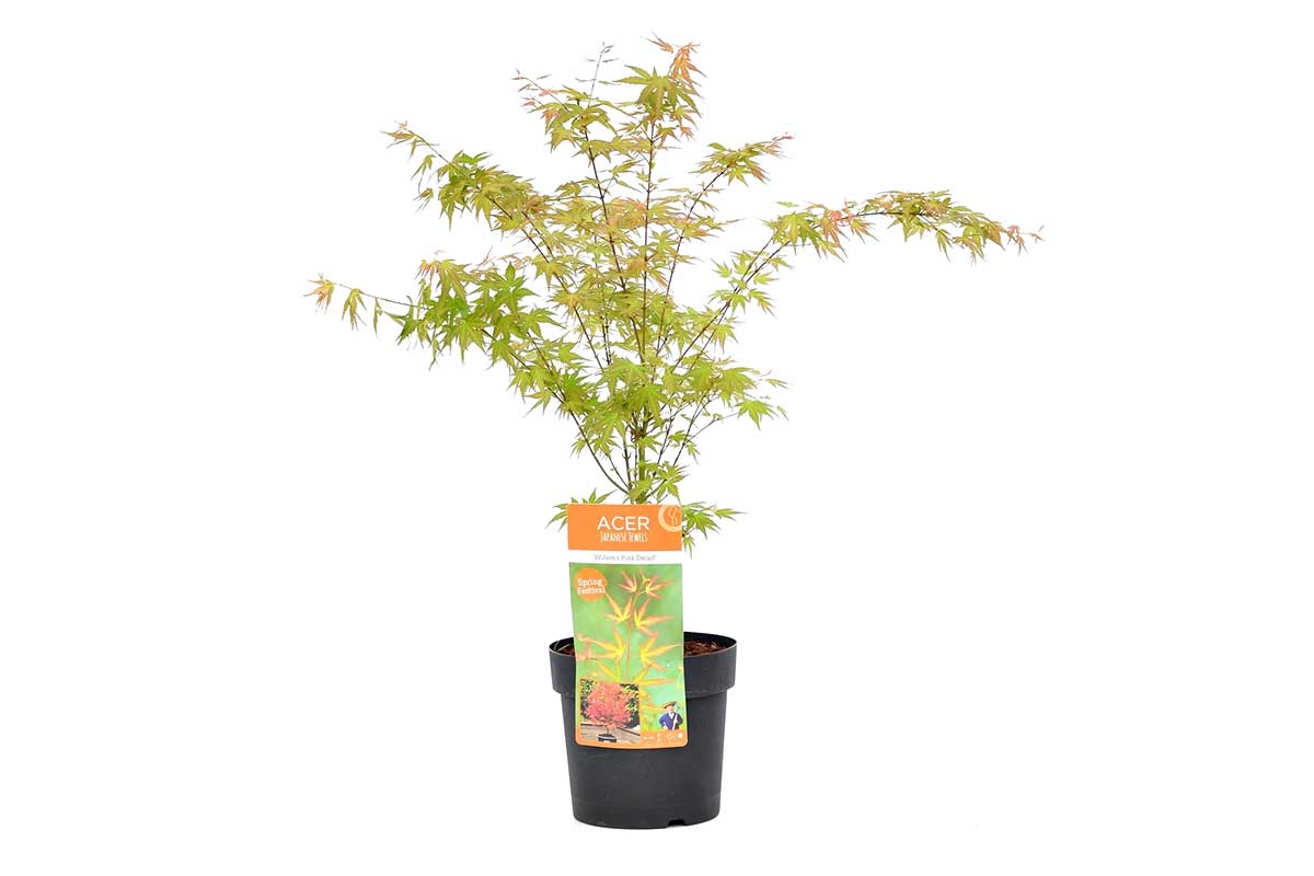 Acer palmatum 'Wilson's Pink Dwarf'® 19cm - Άτσερ