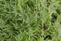 
                  
                    Acer palmatum 'Emerald Lace'® 10.5cm - Άτσερ
                  
                