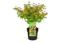 
                  
                    Acer palmatum 'little princess'® - Άτσερ
                  
                