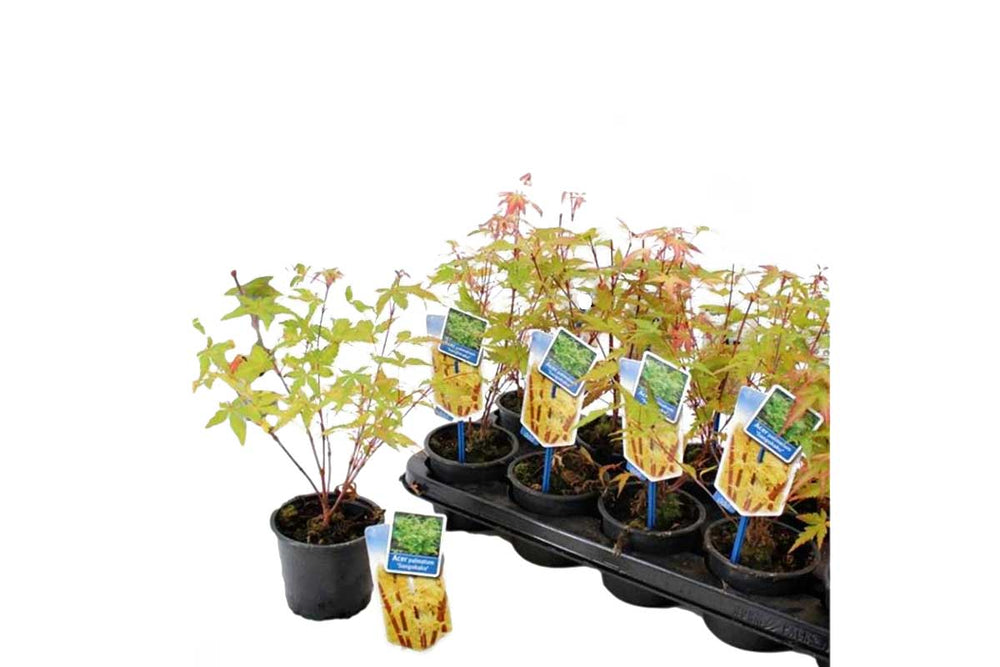 
                  
                    Acer palmatum 'Sango-Kaku'® 10.5cm - Άτσερ
                  
                