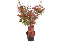 
                  
                    Acer palmatum 'Shaina'® 19cm - Άτσερ
                  
                