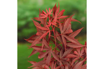 
                  
                    Acer palmatum 'Shaina'® 19cm - Άτσερ
                  
                