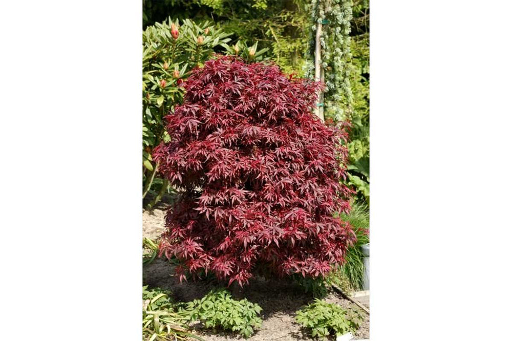 
                  
                    Acer palmatum 'Shaina'® 19cm - Άτσερ
                  
                