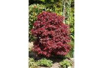 
                  
                    Acer palmatum 'Shaina'® 19cm - Άτσερ
                  
                