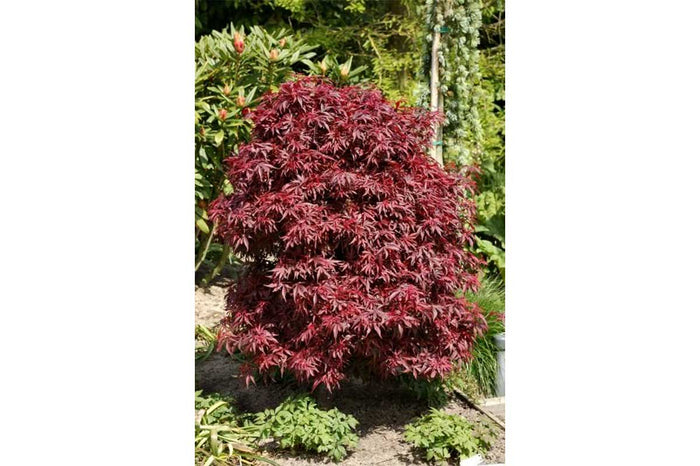 Acer palmatum 'Shaina'® 19cm - Άτσερ