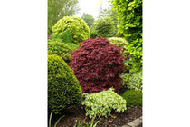 
                  
                    Acer palmatum 'Shaina'® 19cm - Άτσερ
                  
                