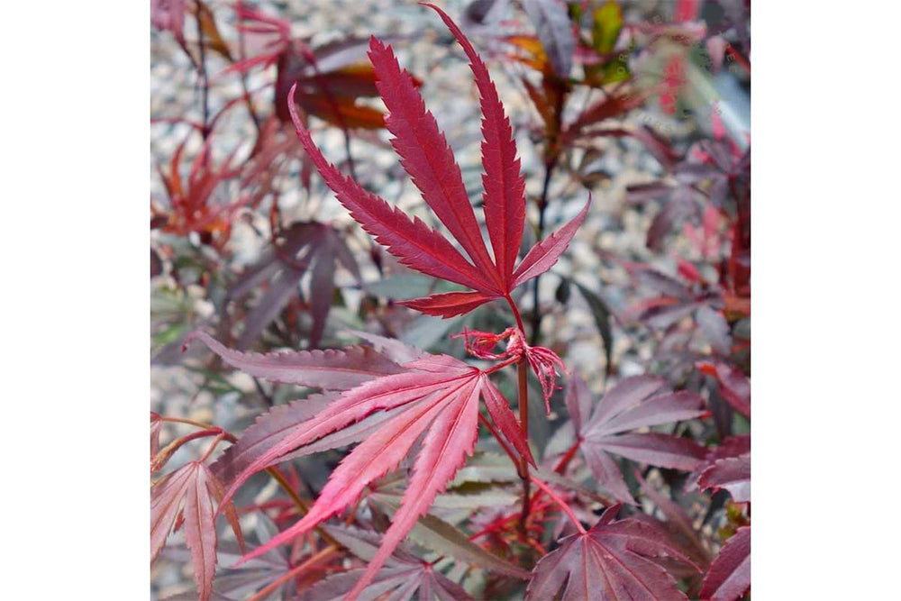 
                  
                    Acer palmatum 'Shaina'® 19cm - Άτσερ
                  
                