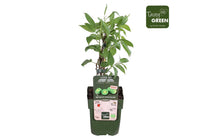 
                  
                    Actinidia 'issai' bio 13cm
                  
                