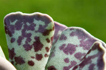 
                  
                    Adromischus cooperi leaf
                  
                