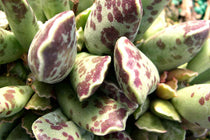 
                  
                    Adromischus cooperi leaf
                  
                