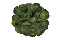 
                  
                    Adromischus cristatus
                  
                