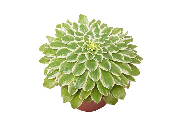 Aeonium tab. 'variegata' 10.5cm