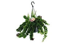 
                  
                    Aeschynanthus 'Twister XL'
                  
                