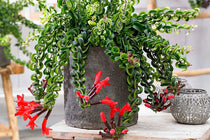 
                  
                    Aeschynanthus 'Twister XL'
                  
                