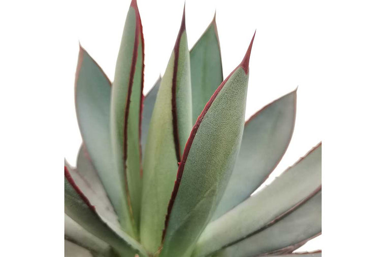 Agave ‘Blue Glow’