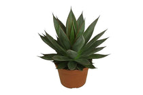 
                  
                    Agave 'shaka zulu'
                  
                