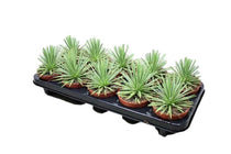 
                  
                    Agave stricta 'nana' 10.5cm
                  
                