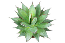 
                  
                    Agave 'shaka zulu' - Αγαύη
                  
                