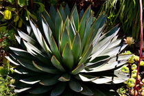 
                  
                    Agave 'shaka zulu' - Αγαύη
                  
                