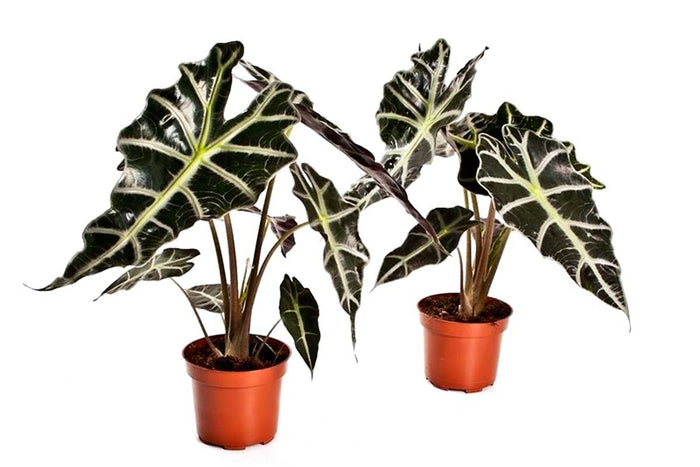 Alocasia 'polly' 12cm - Αλοκάσια