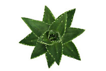 
                  
                    Aloe brevifolia
                  
                