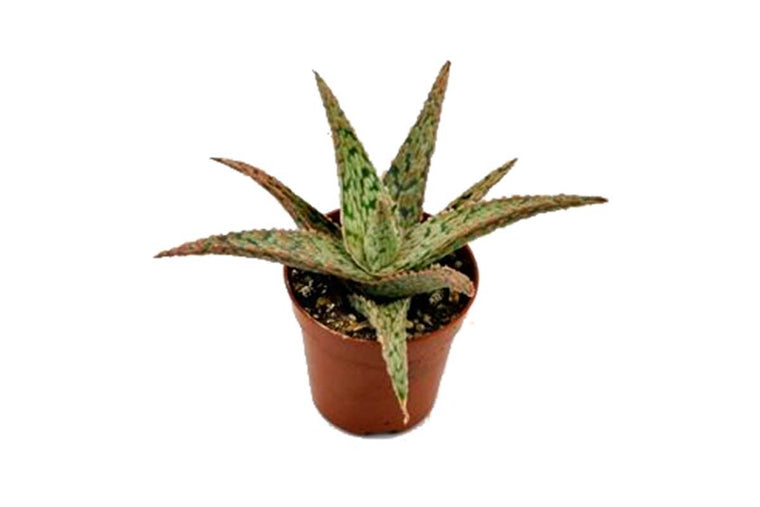 Aloe carola 5.5cm