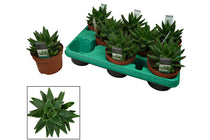 
                  
                    Aloe brevifolia - Αλόη
                  
                