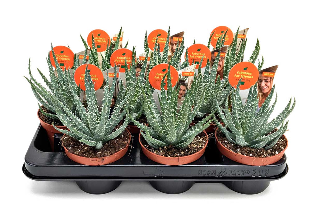 
                  
                    Aloe humilis 10.5cm - Αλόη
                  
                
