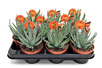 
                  
                    Aloe humilis 10.5cm - Αλόη
                  
                
