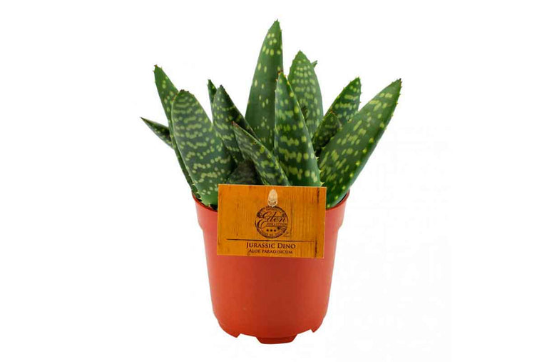 Aloe paradisicum 10.5cm