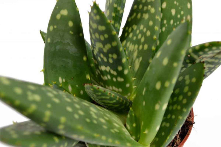 Aloe paradisicum - Αλόη