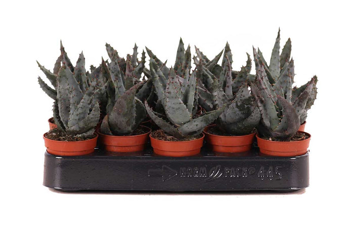 Aloe peglerae 5,5 cm