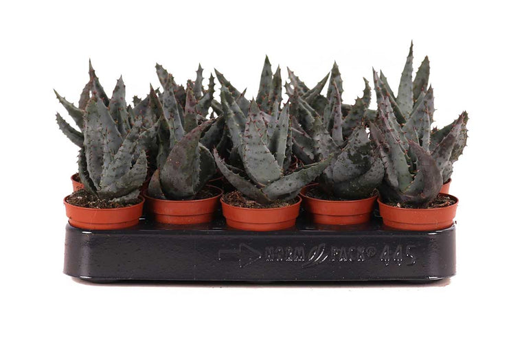 Aloe peglerae 5.5cm