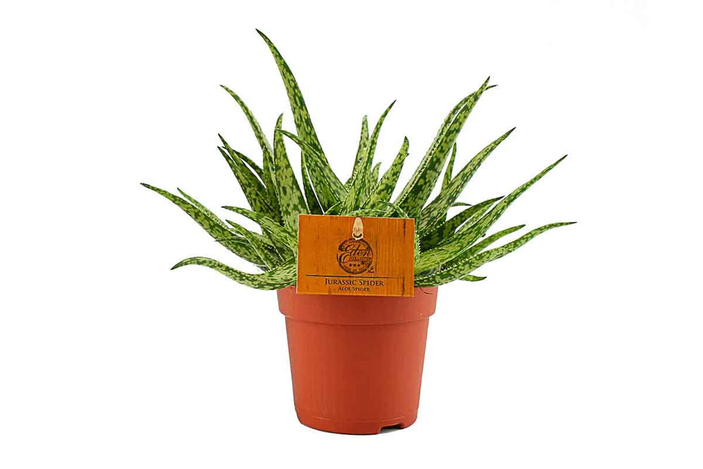 
                  
                    Aloe 'Jurassic Spider' - Αλόη
                  
                