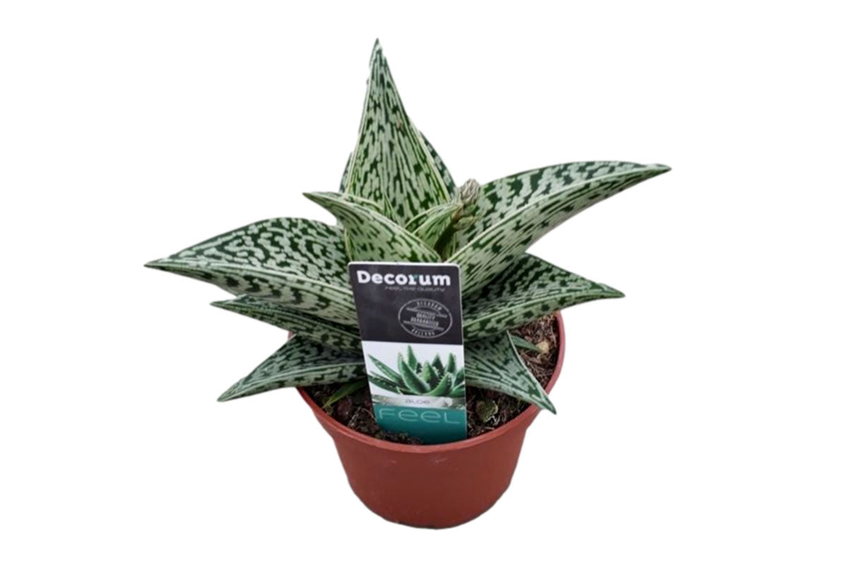 Aloe variegata 10.5cm - Αλόη