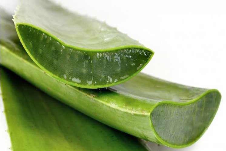 Aloe vera - leaf