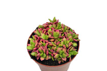 
                  
                    Anacampseros 'sunrise' 8.5cm
                  
                