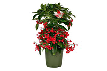 
                  
                    Ardisia crenata ‘premium red’ με κόκκινους καρπούς σε διακοσμητικό κασπώ, πάνω σε τραπέζι σαλονιού.
                  
                