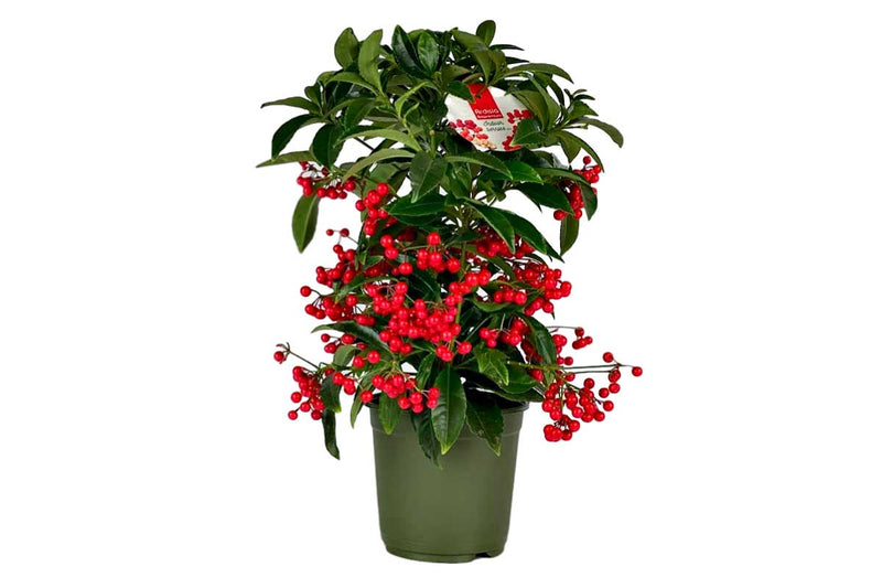 Ardisia crenata 'premium red' 14cm