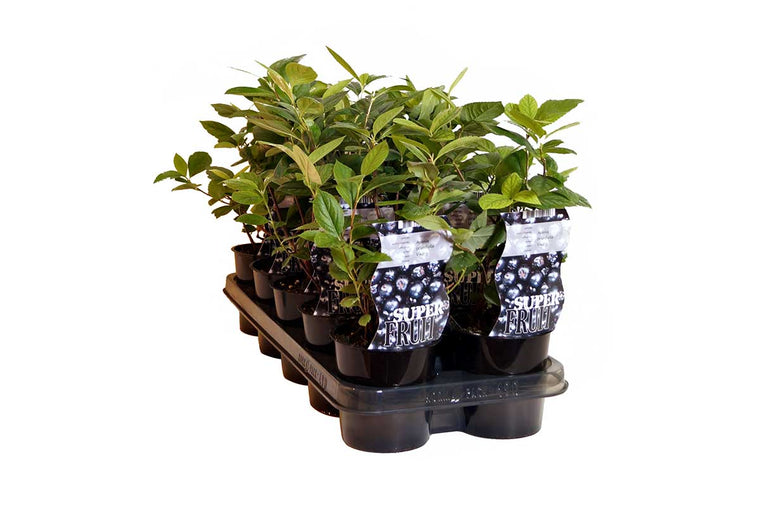 Aronia 'Viking' 12cm