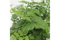 
                  
                    Asplenium parvati
                  
                