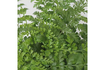 
                  
                    Asplenium parvati
                  
                