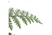 
                  
                    Asplenium parvati
                  
                