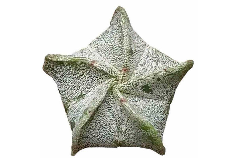 
                  
                    Astrophytum myriostigma
                  
                