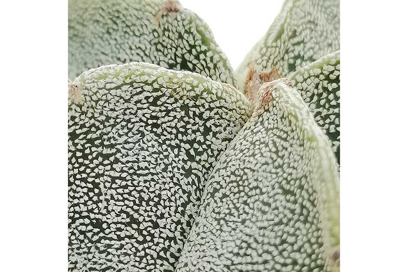 Astrophytum myriostigma 8.5cm