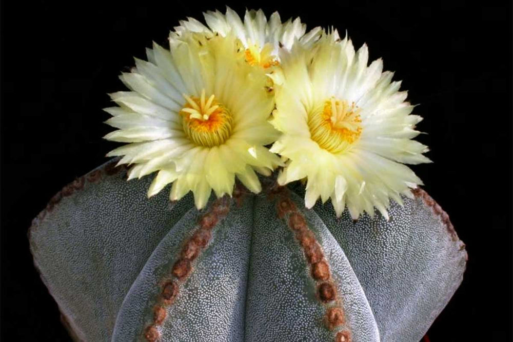 
                  
                    Astrophytum myriostigma
                  
                