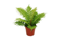 
                  
                     Blechnum 'Silver Lady' 12cm
                  
                