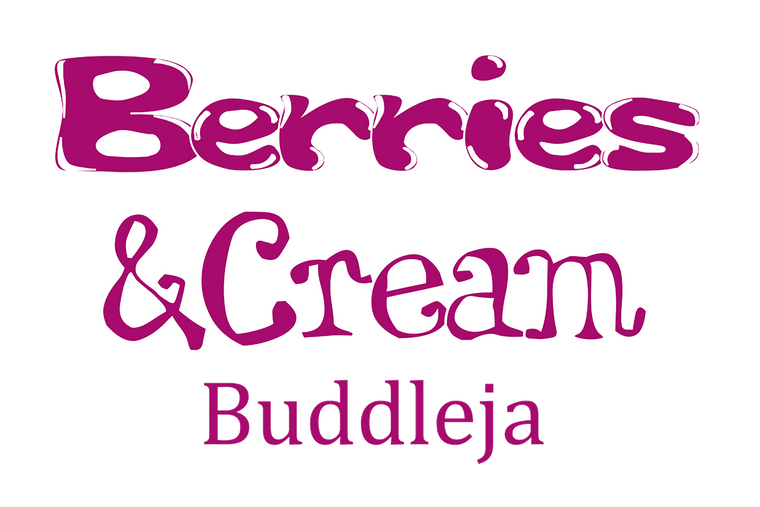 Buddleja 'Berries & Cream'® 19cm