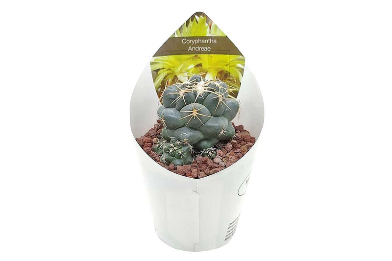 Coryphantha andreae 6.5cm