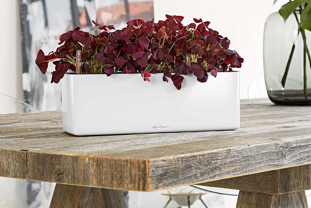 
                  
                    Lechuza Cube Glossy Triple
                  
                